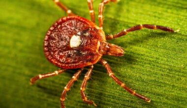 Tick season is expected to be worse than normal as ER visits rise in much of the U.S.