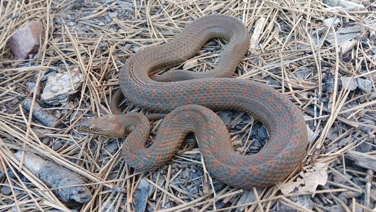 Arizona gives 21 threatened snakes a new creekside home, achieving the 100th release