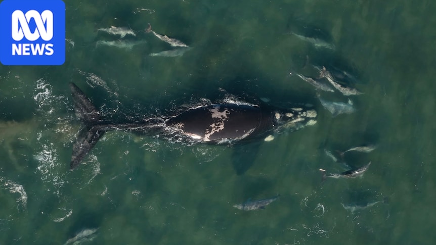 True friendship shown as dolphins guide stranded whale out of WA estuary