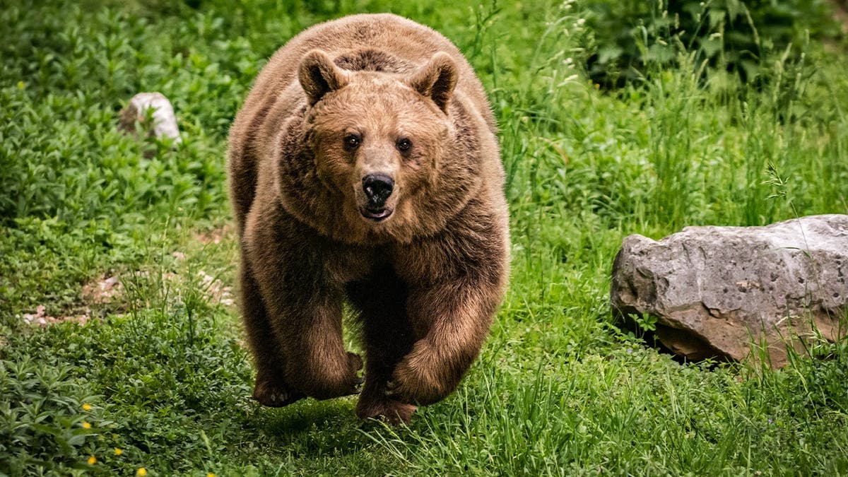 charging bear