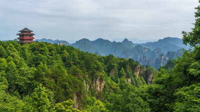 China’s great green wall: Over 60 billion trees are growing faster than natural forests — here's the secret behind that growth