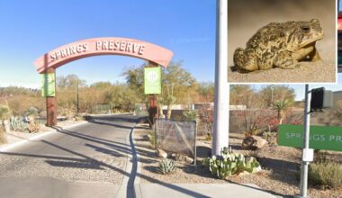 Rare Toads return Las Vegas Springs Preserve first time 65 years