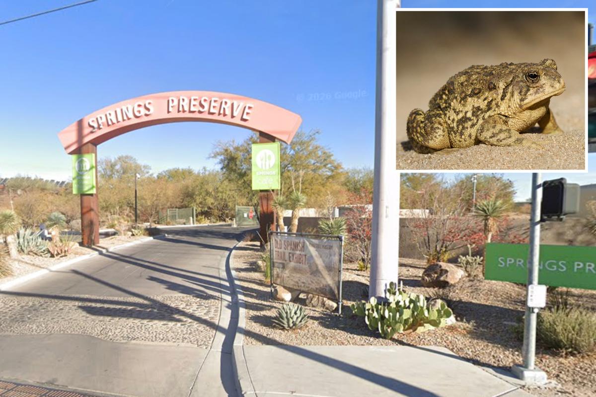 Rare Toads return Las Vegas Springs Preserve first time 65 years