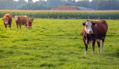 US says it will begin lifting suspension of Mexican cattle imports starting in August