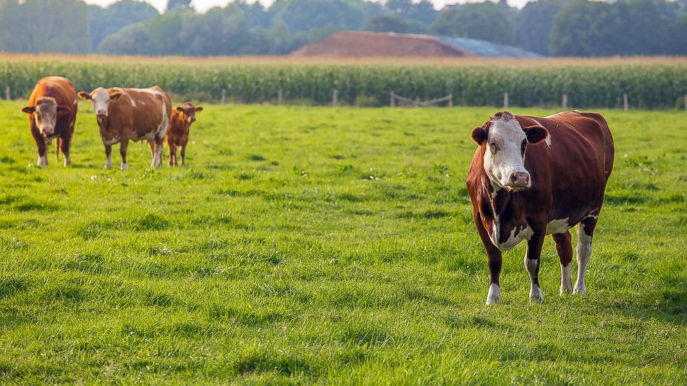 US says it will begin lifting suspension of Mexican cattle imports starting in August