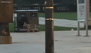 Coyote seen strolling along Michigan Avenue in broad daylight – NBC Chicago