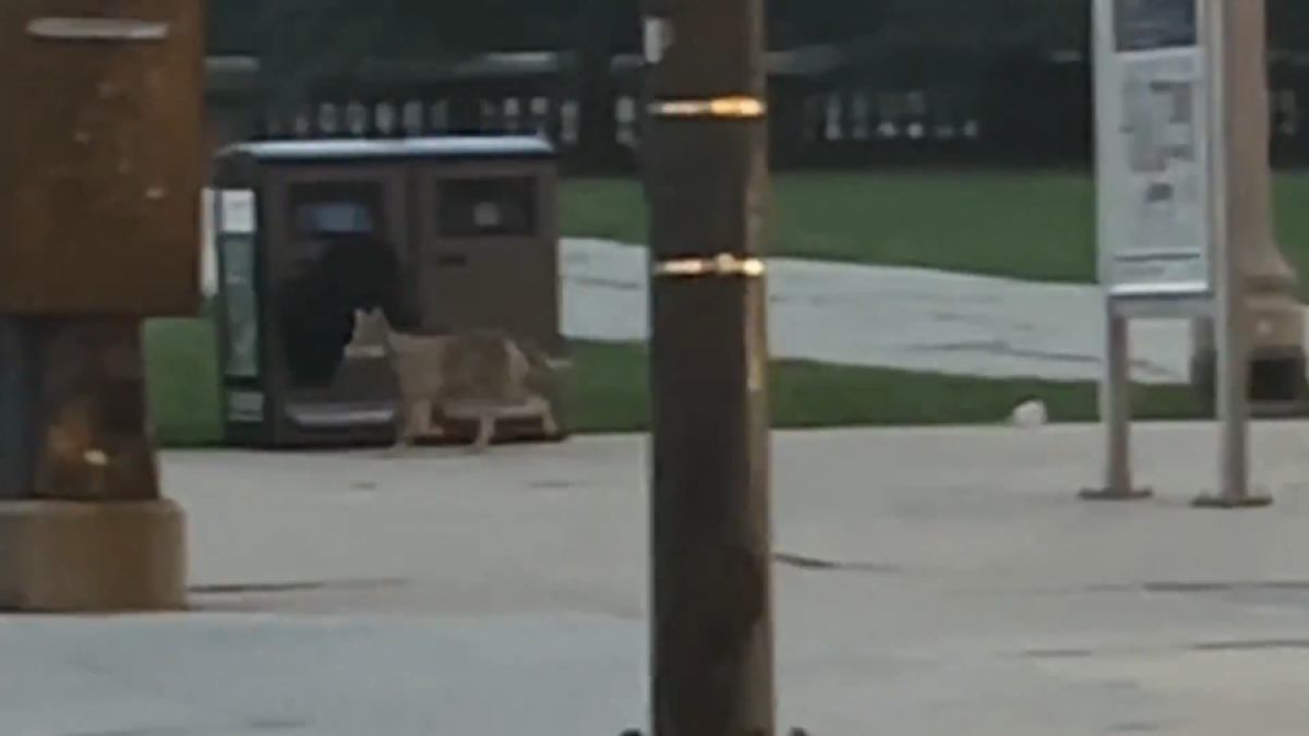 Coyote seen strolling along Michigan Avenue in broad daylight – NBC Chicago