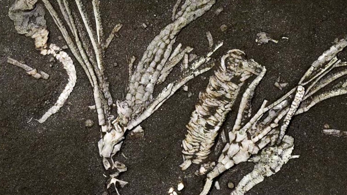 Scientists Find Super-Rare Soft Tissue Fossil From 450-Million-Year-Old Sea Creature