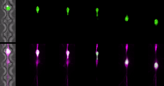 Neuronal migration is risky, DNA-breaking business