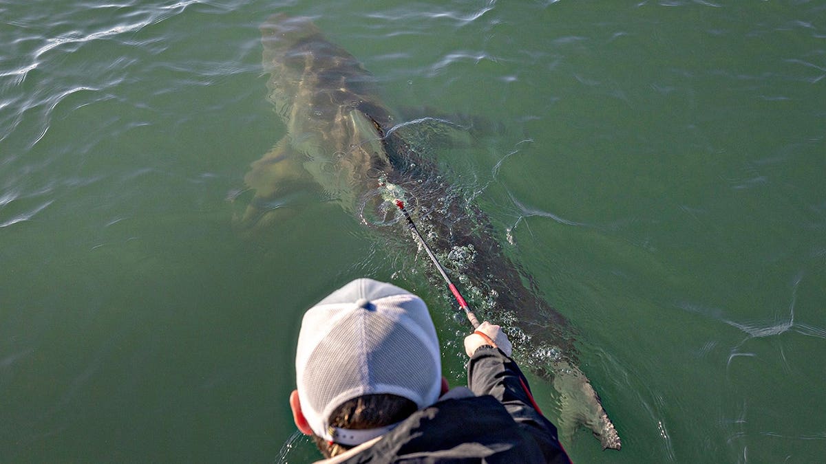 Dr. Ryan Logan spear tags a great white shark off Huntington Beach.