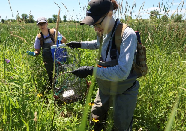 Caitlin Mrowiec, a wildlife tech, right, carries a trap with three Blanding turtles inside as veterinarian Laura Adamovicz, left, follows along during Blanding Bowl week on June 22, 2026, in Lake County. During Blanding Bowl week, they will collect samples, measure and document the turtles which helps monitor the Blanding turtle population in the area. (Stacey Wescott/Chicago Tribune)