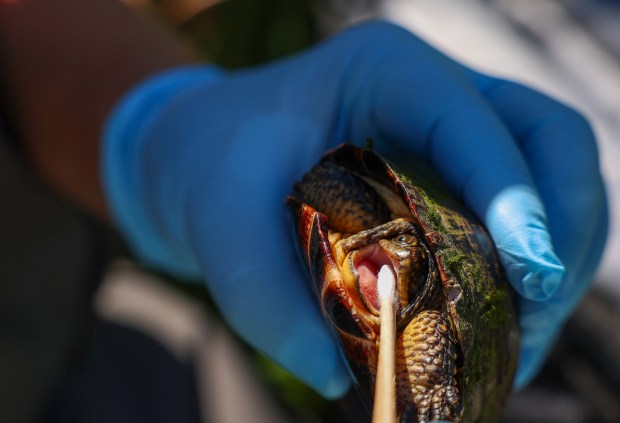 Veterinarian Laura Adamovicz swabs the mouth of a Blanding turtle during Blanding Bowl week on June 22, 2026, in wetlands near Lake County. (Stacey Wescott/Chicago Tribune)