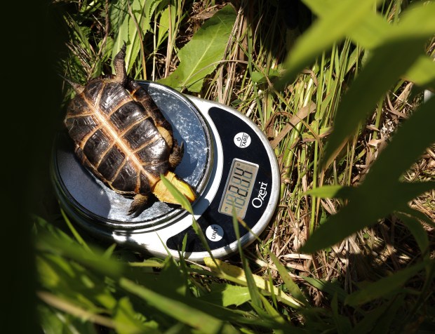 Veterinarian Laura Adamovicz weighs a Blanding turtle on June 22, 2026. (Stacey Wescott/Chicago Tribune)