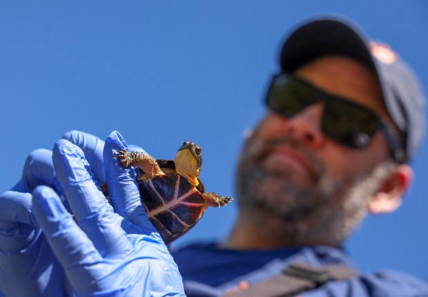 Matt Allender, a clinical associate professor in the Department of Veterinary Clinical Medicine at the University of Illinois and the director of the Wildlife Epidemiology Lab, holds a Blanding turtle during Blanding Bowl week on June 22, 2026. (Stacey Wescott/Chicago Tribune)