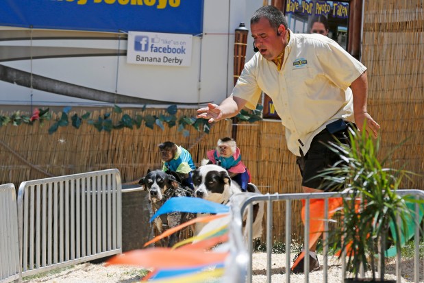 Phil Dolci, who runs the Banana Derby race, launches the first of two races at the Lake County Fairgrounds in Grayslake on July 29, 2015. (José M. Osorio/Chicago Tribune)