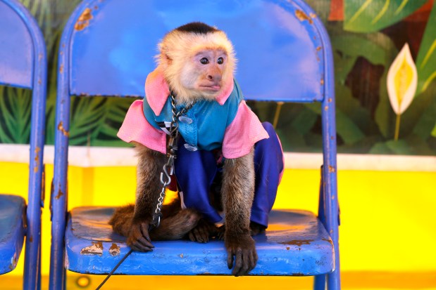 "Bobo," a 15-year-old white faced capuchin monkey waits to take photographs with people following a Banana Derby race held at the Lake County Fairgrounds in Grayslake on July 29, 2015. (José M. Osorio/Chicago Tribune)