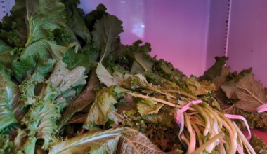 Cyclospora outbreak has many changing eating habits, CBS News poll finds; mixed and partisan confidence in FDA