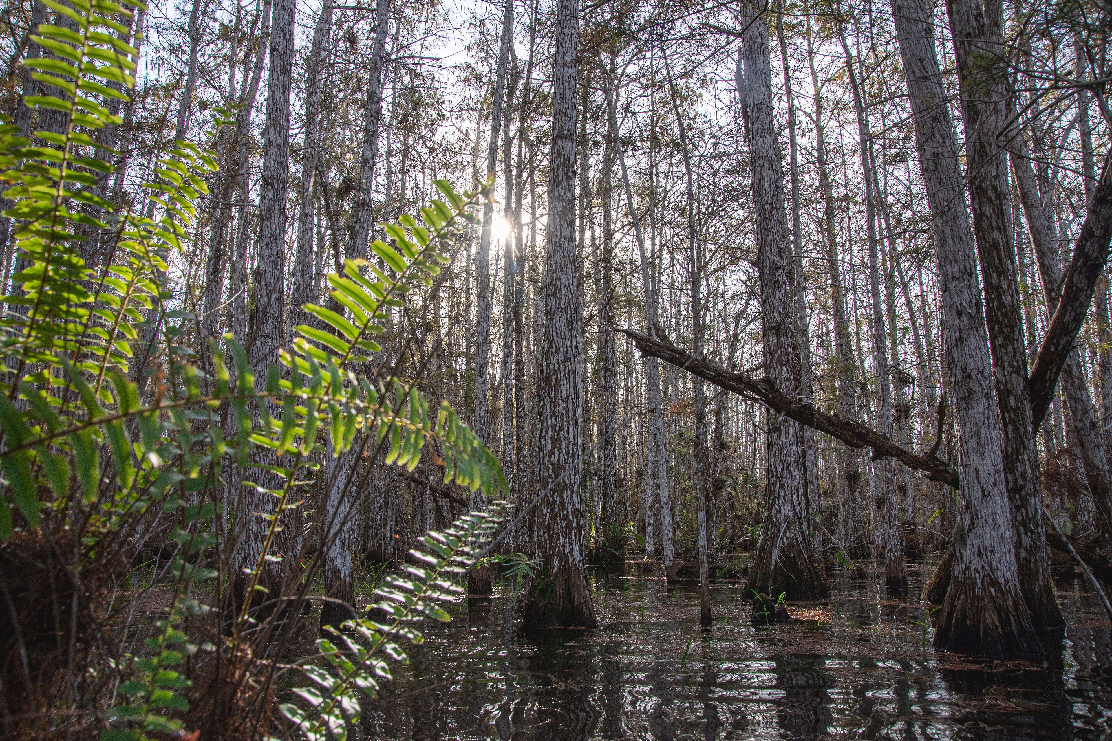 These invasive forests disrupt vital water systems and alter fire patterns, transforming native marshes. Experts highlight the immense challenge of managing this widespread infestation, emphasizing the need for coordinated efforts to reclaim the land and restore the delicate balance of the Everglades. Image Credits: Wikimedia Commons Cypress_dome_(53407981397)