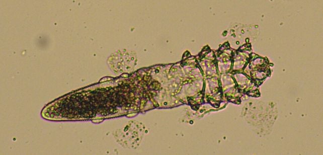 Skin Mites That Mate on Our Faces at Night Are Starting to Merge With Humans