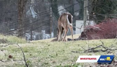 Baltimore City deems deer-culling program successful