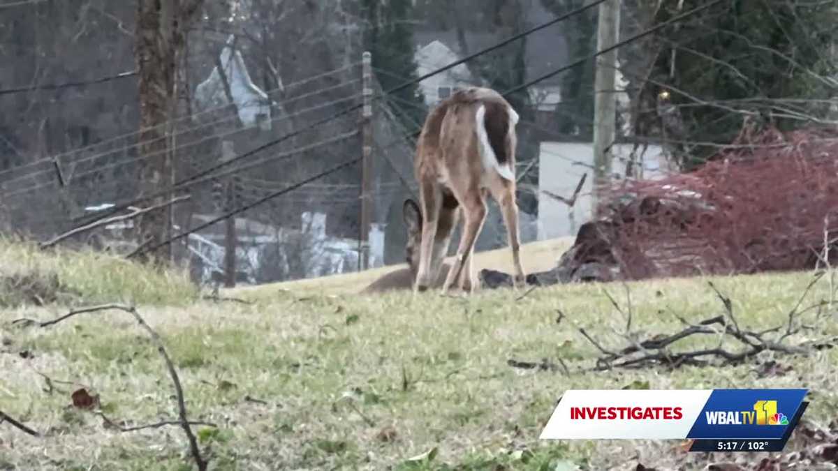 Baltimore City deems deer-culling program successful