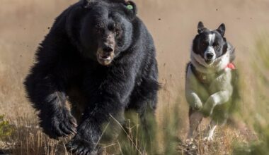 Tahoe’s bears can get too comfortable with humans. These dogs help bring back healthy fear