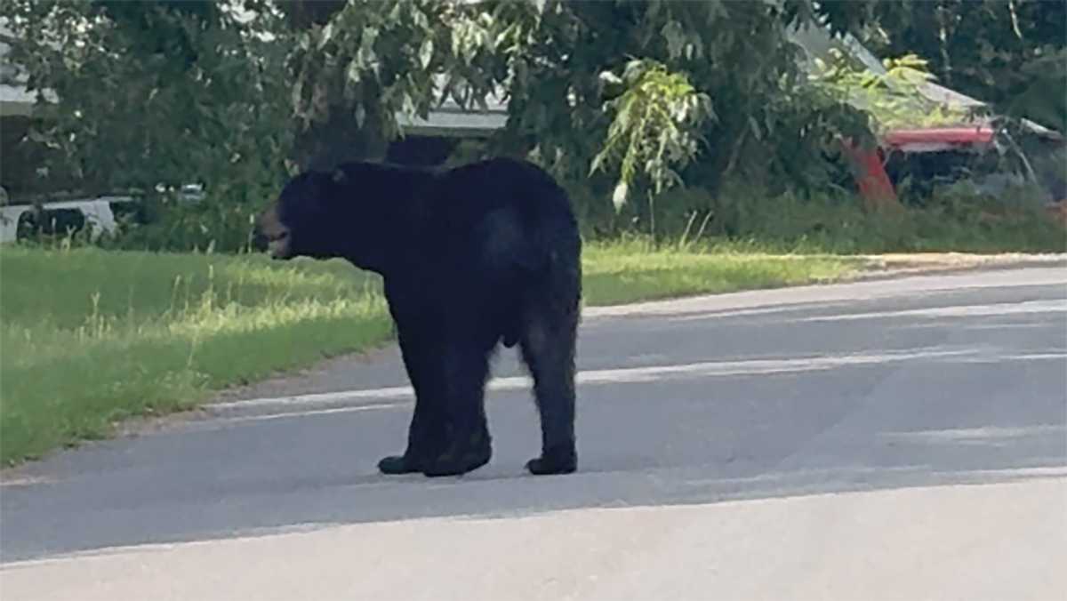 Black bear spotted in New Hebron neighborhood