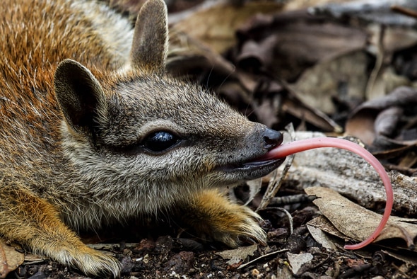 A numbat in the bush with its long tongue sticking out.