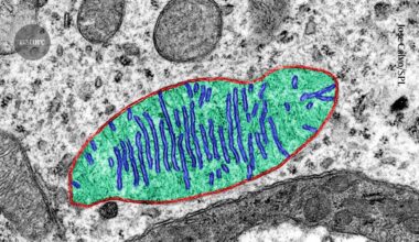 Why do astronauts’ bodies waste away? Space-station study points to mitochondria