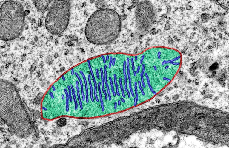 Coloured transmission electron micrograph showing several mitochondria. In one of them, the outer mitochondrial membrane is labelled red, the mitochondrial cristae are blue and the matrix is light green.