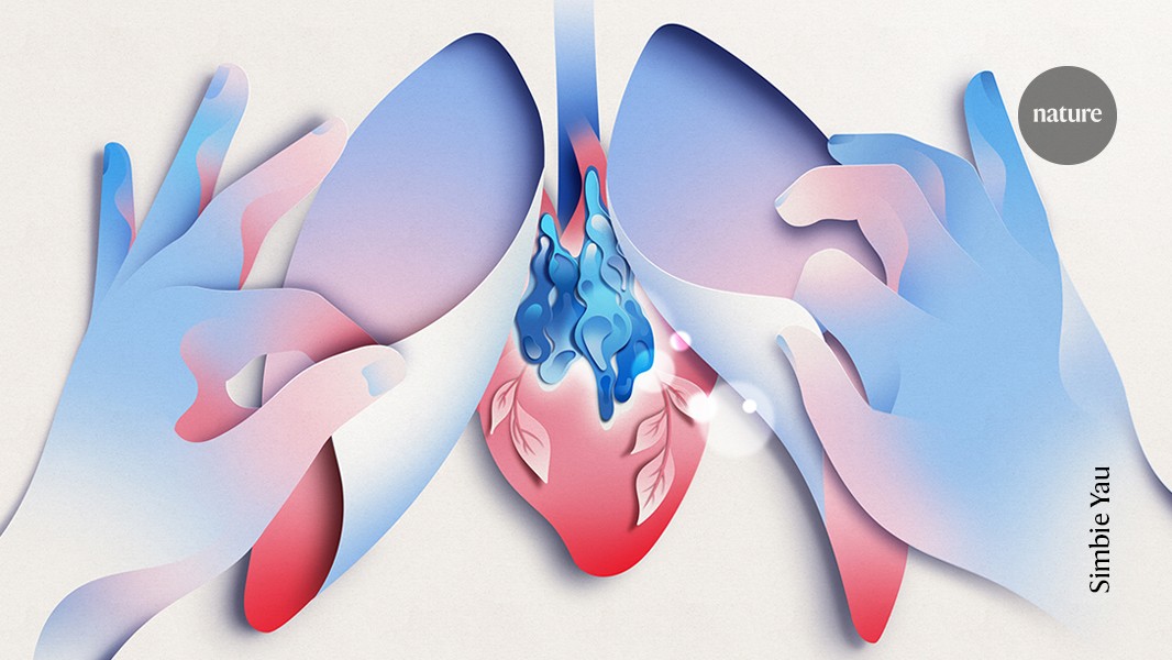 Could this mysterious disappearing organ hold the key to longevity?