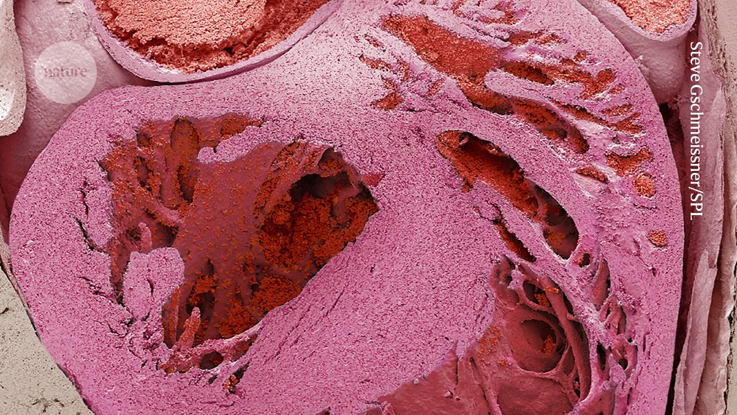 The heart has a ‘little brain’ — and it protects against stress