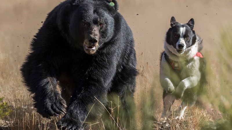 Karelian bear dogs (Courtesy NDOW)