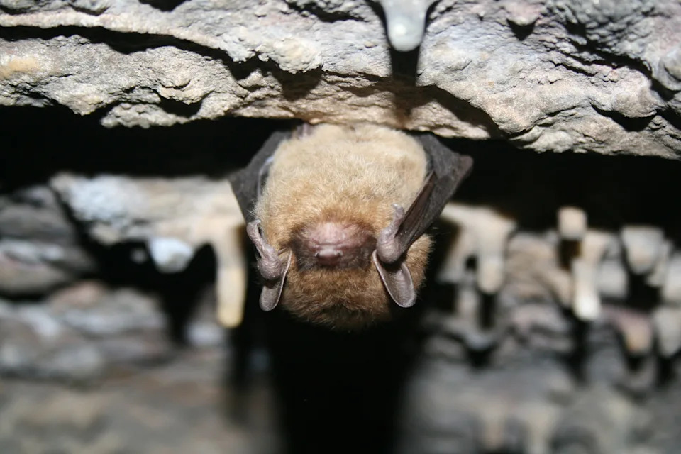 <span class="wp-caption-text">Ann Froschauer/USFWS</span>