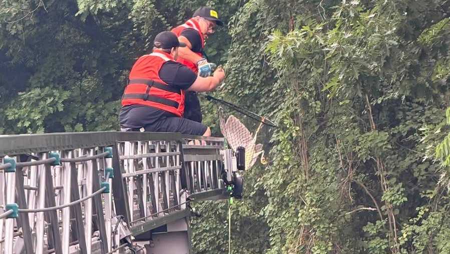 Heron rescued from fishing line over Lake Redman in York County, Pa.