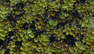 Researchers make breakthrough discovery about fast-spreading invasive fern