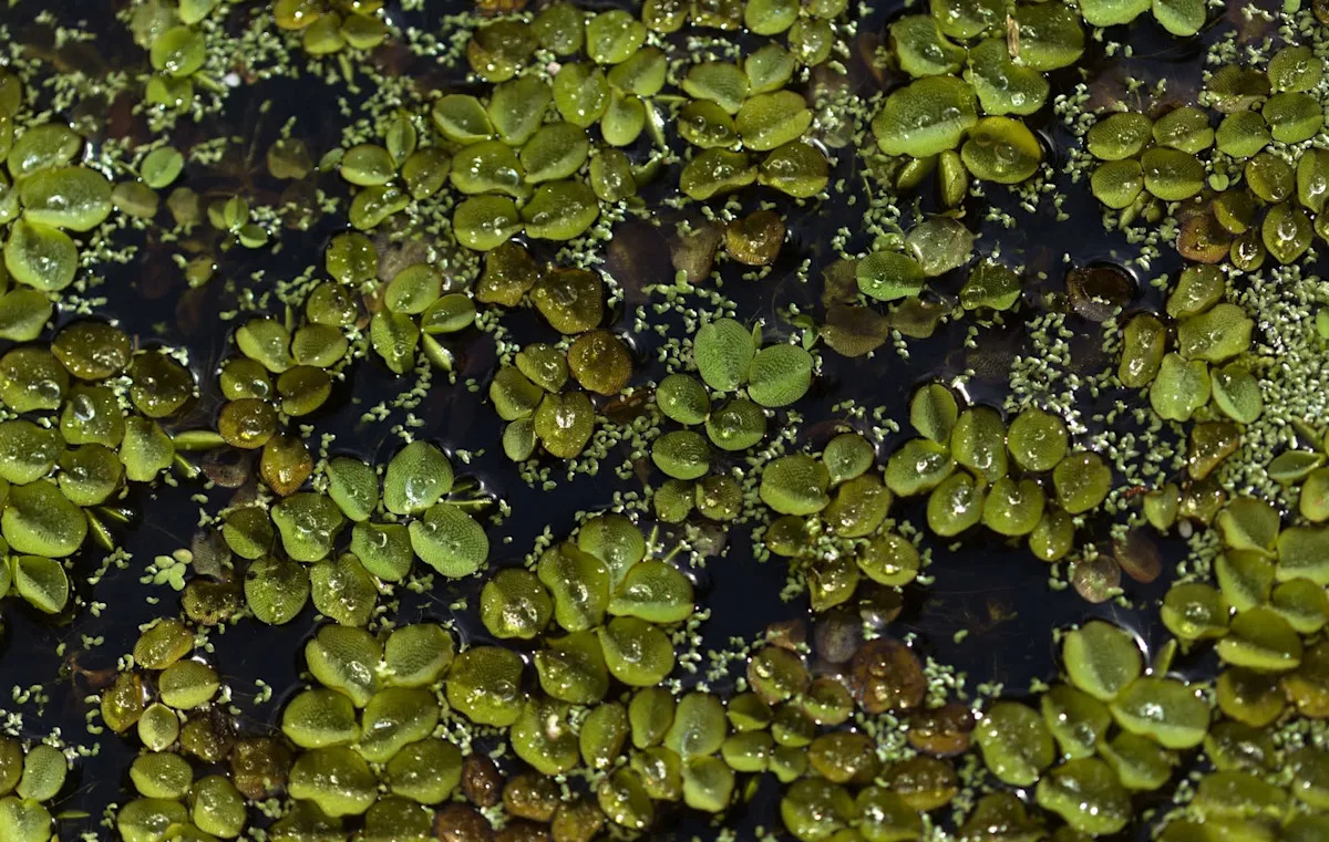 Researchers make breakthrough discovery about fast-spreading invasive fern