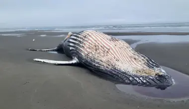 Dead Humpback Whale Found on Mad River Beach | Lost Coast Outpost