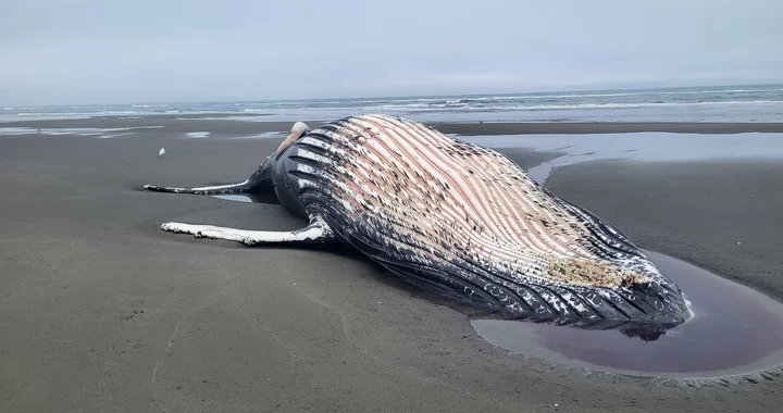 Dead Humpback Whale Found on Mad River Beach | Lost Coast Outpost