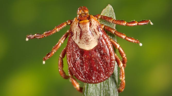 Photo of a Dermacentor andersoni (Rocky Mountain wood tick).
