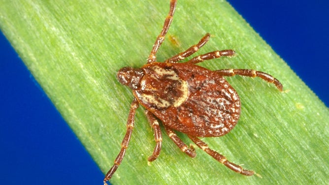 A photo of Dermacentor variabilis (American Dog tick).
