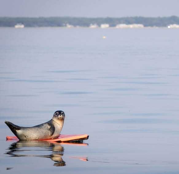 Seal spotted on boogie board in Old Orchard Beach seal pup old orchard beach boogie board