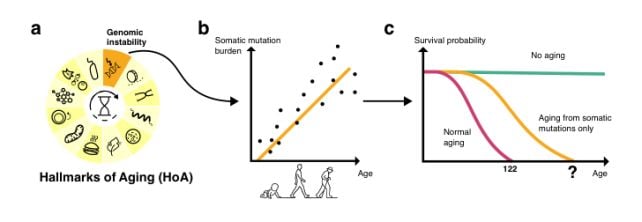 Even Perfect Anti-Aging Medicine Couldn't Make Humans Live Forever, Study Suggests
