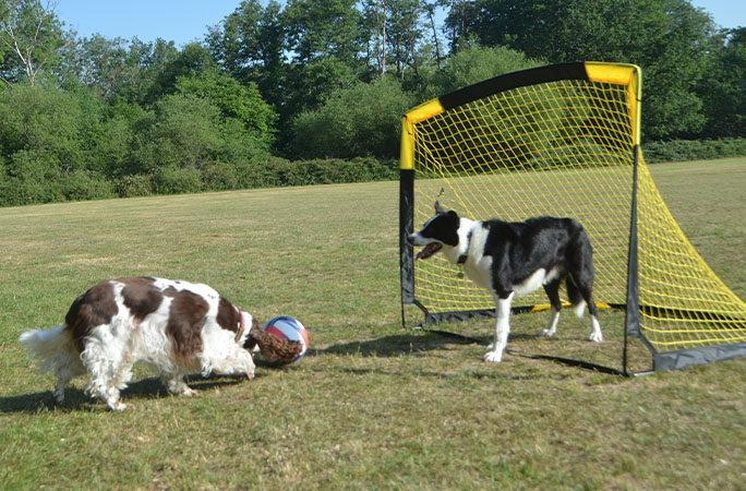 Bonnie with the ball and Simba in goal