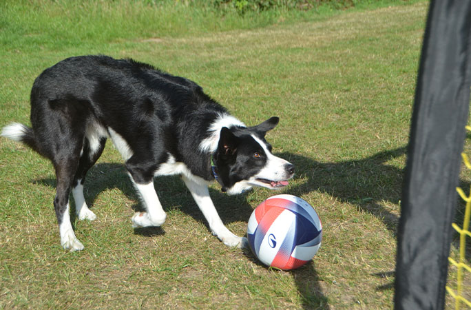 Simba with the ball
