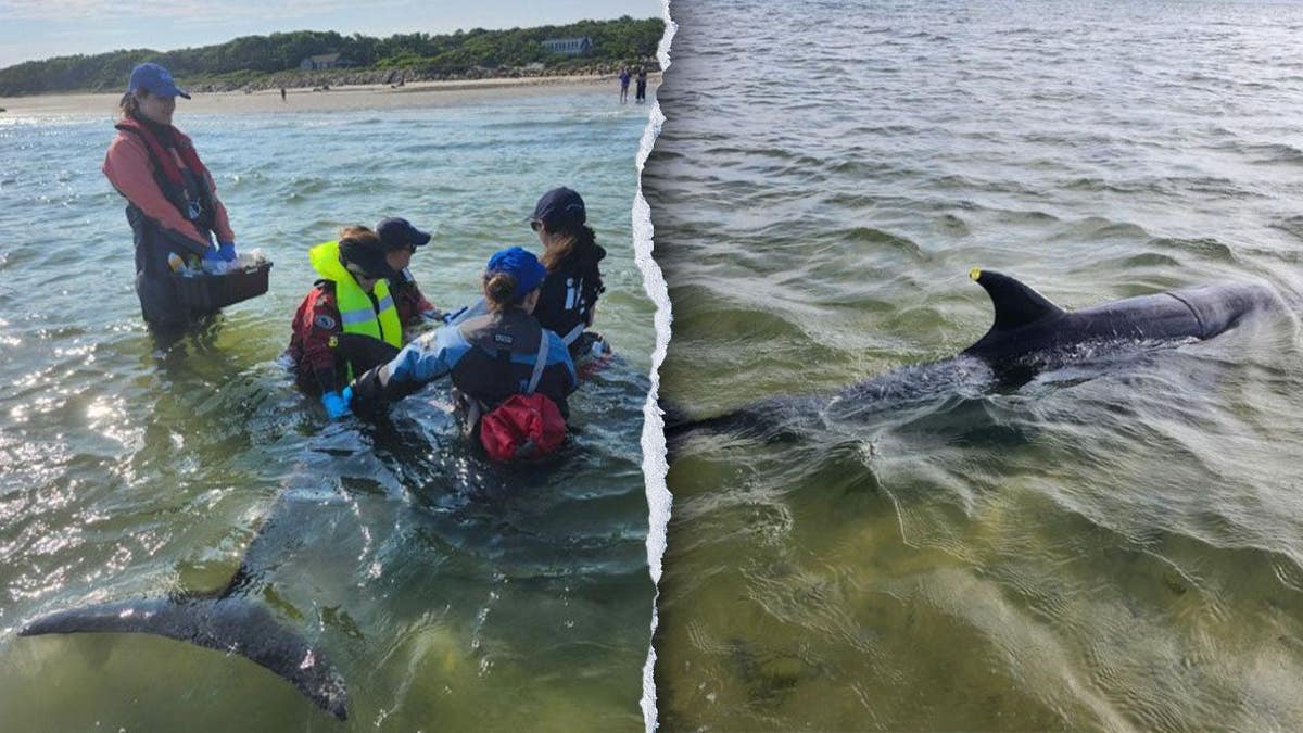 Workers rescuing stranded dolphins.