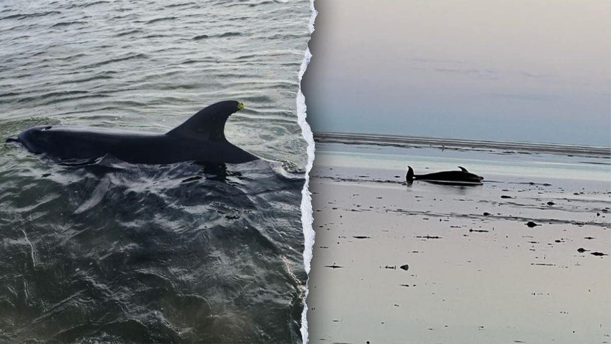 A stranded dolphin seen from a distance