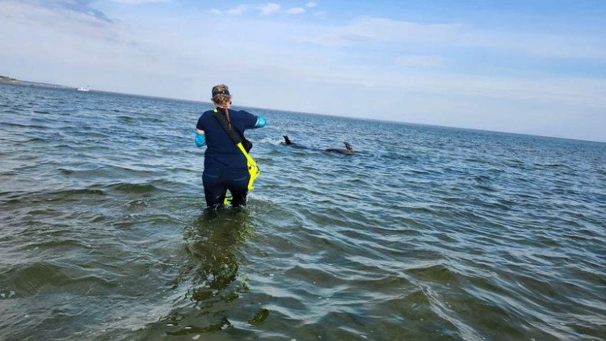 A woman in the waters off Massachusetts