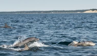 dolphins