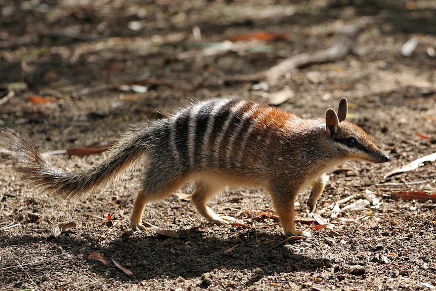 A small brown and white mammal walks across a dirt floor